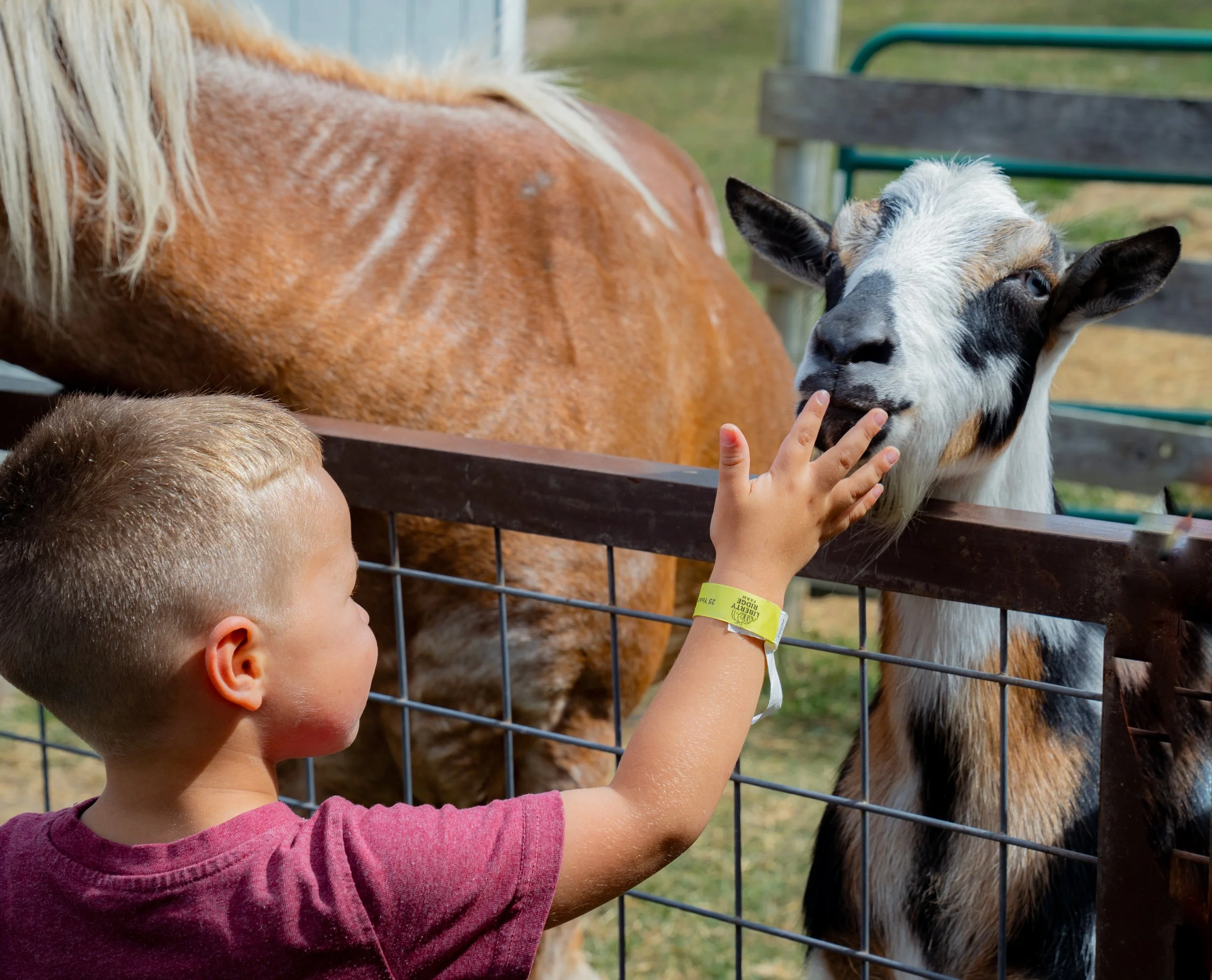 A young boy with short blond hair reaching out to pet a black and white goat through a fence at a petting zoo.