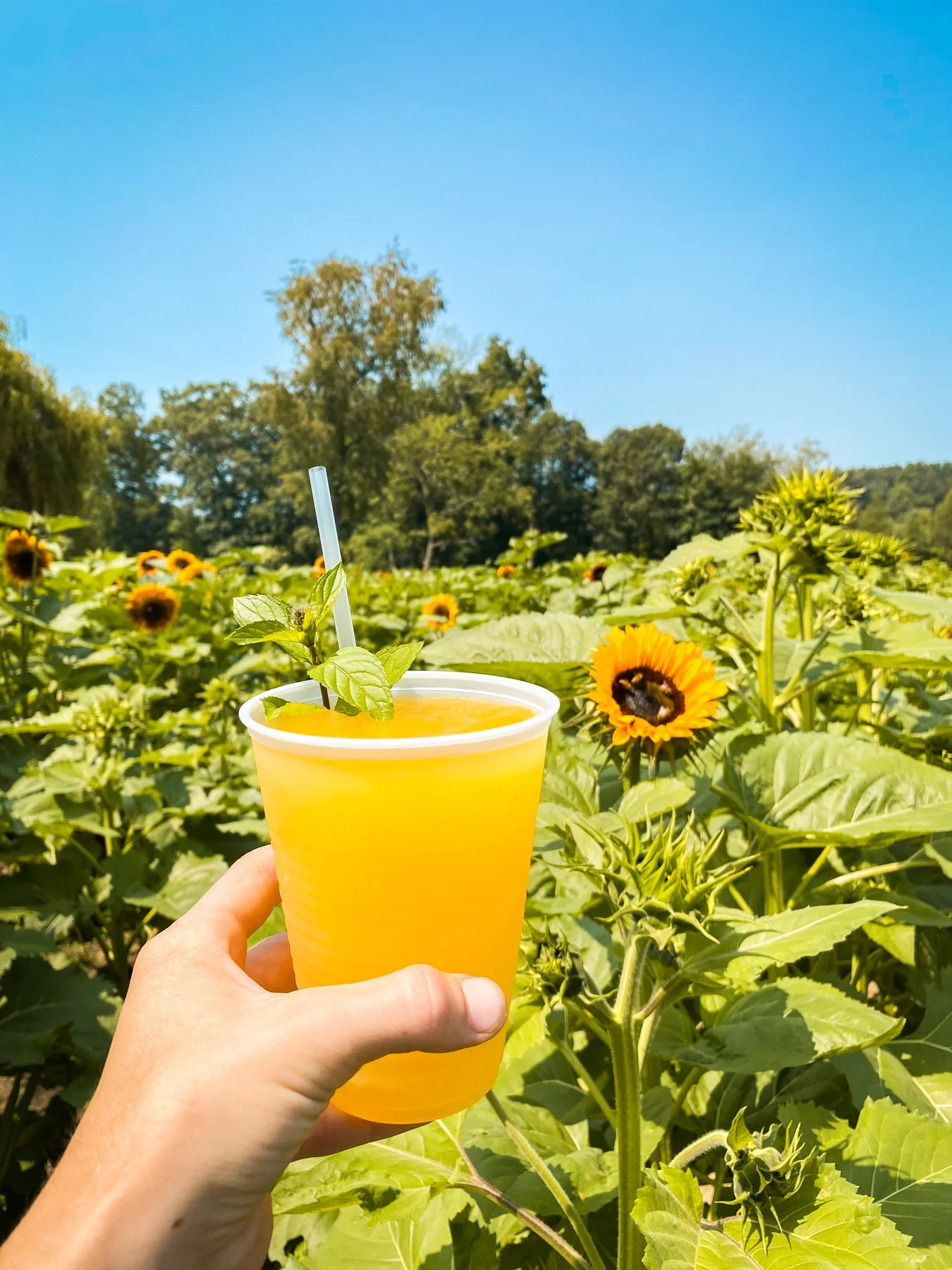 SunflowerFestival-3.jpg