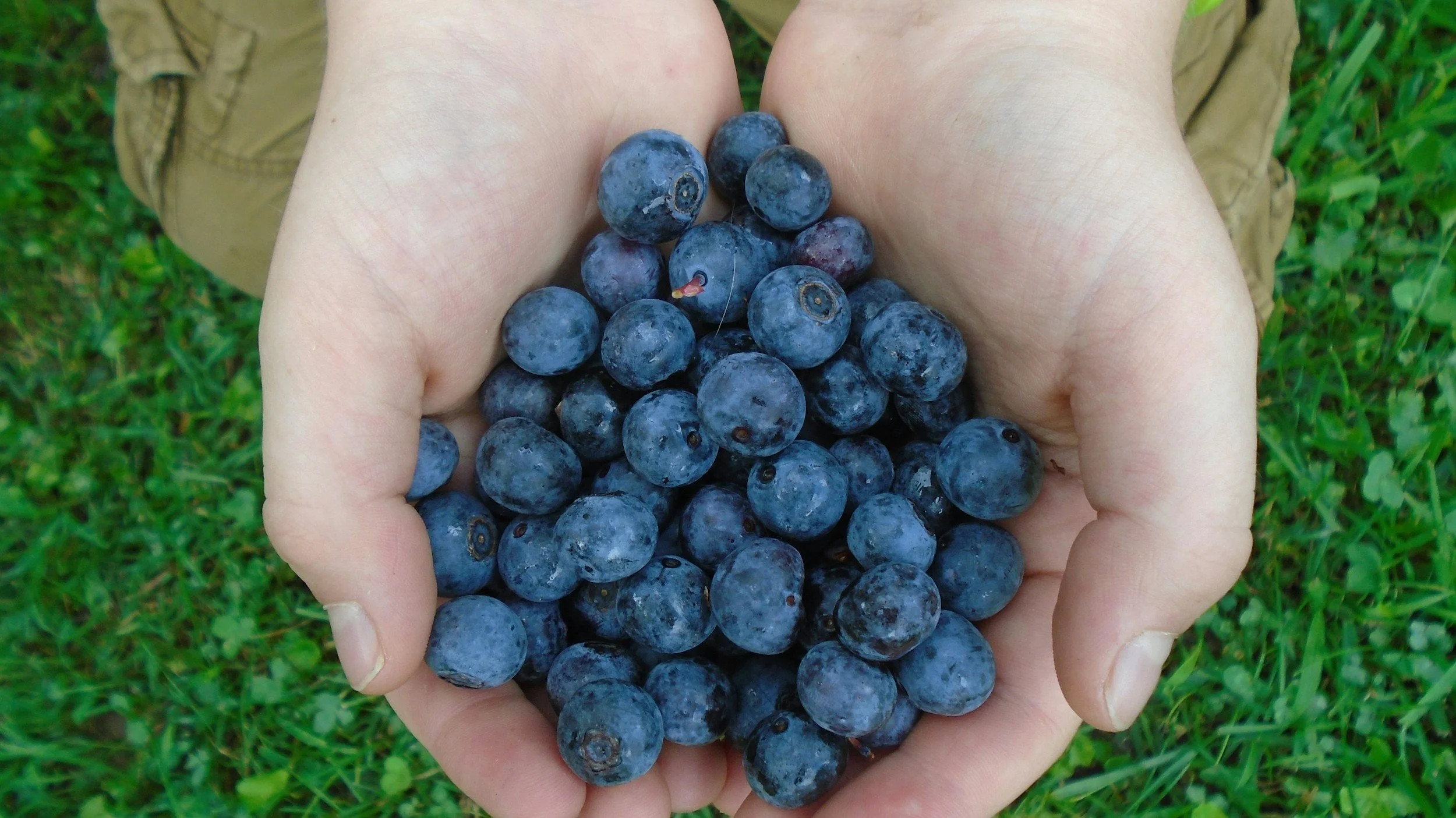 U-Pick Blueberries Near Albany &amp; Saratoga Springs: Liberty Ridge Farm Is Your Summer Destination