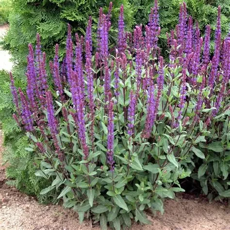 Salvia 'Cardonna'