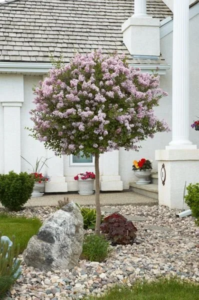Dwarf Korean Lilac