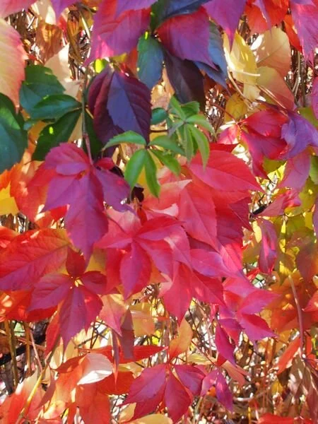 Parthenocissus_quinquefolia_2_br_resize.1e7e5130.jpg
