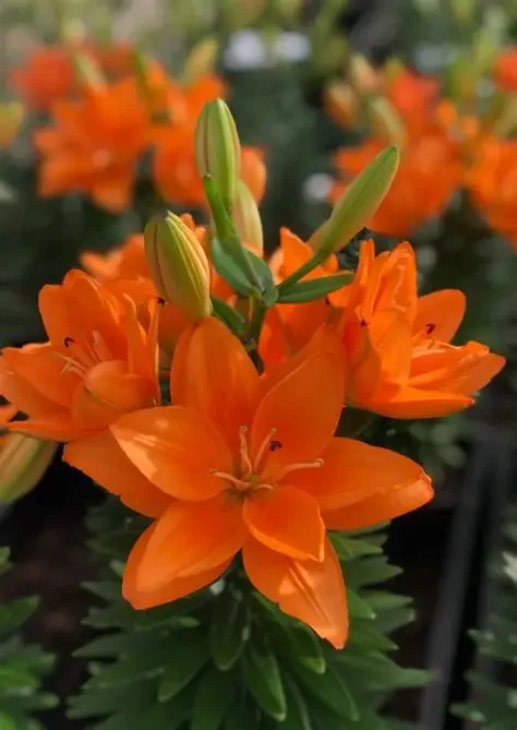 Lily Looks™ 'Tiny Double Dutch'