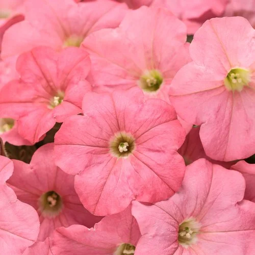 Supertunia Bermuda Beach