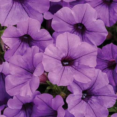 supertunia_mini_vista_indigo_.jpg