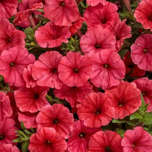 supertunia_mini_vista_scarlet_tag.jpg