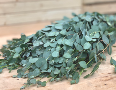 Eucalyptus Bundle