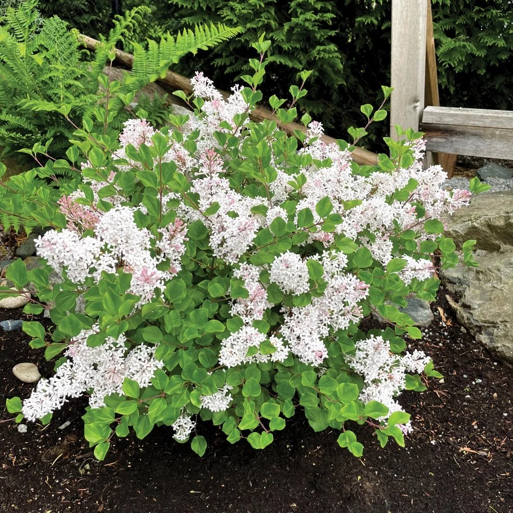 Syringa-Pearl-Potion-landscape-02-web.jpg