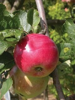 Malus_Red_Sparkle_1028793_gmg.0fe83fca.jpg