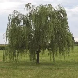 Lace Weeping Willow