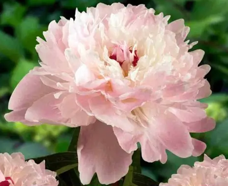 Alertie Pale Pink Peony