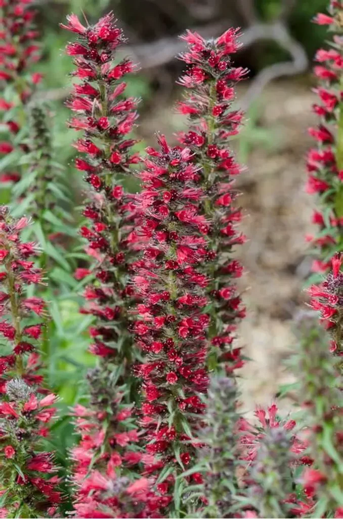Red Feathers Echium