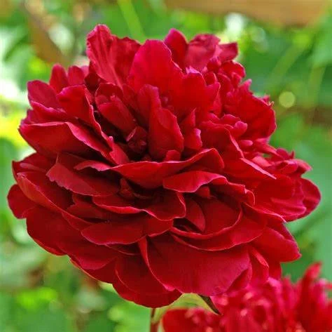 Peony 'Red Sarah Bernhardt'