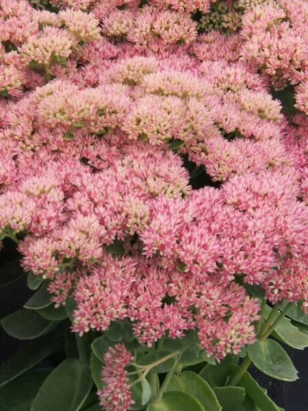 Autumn Joy Sedum
