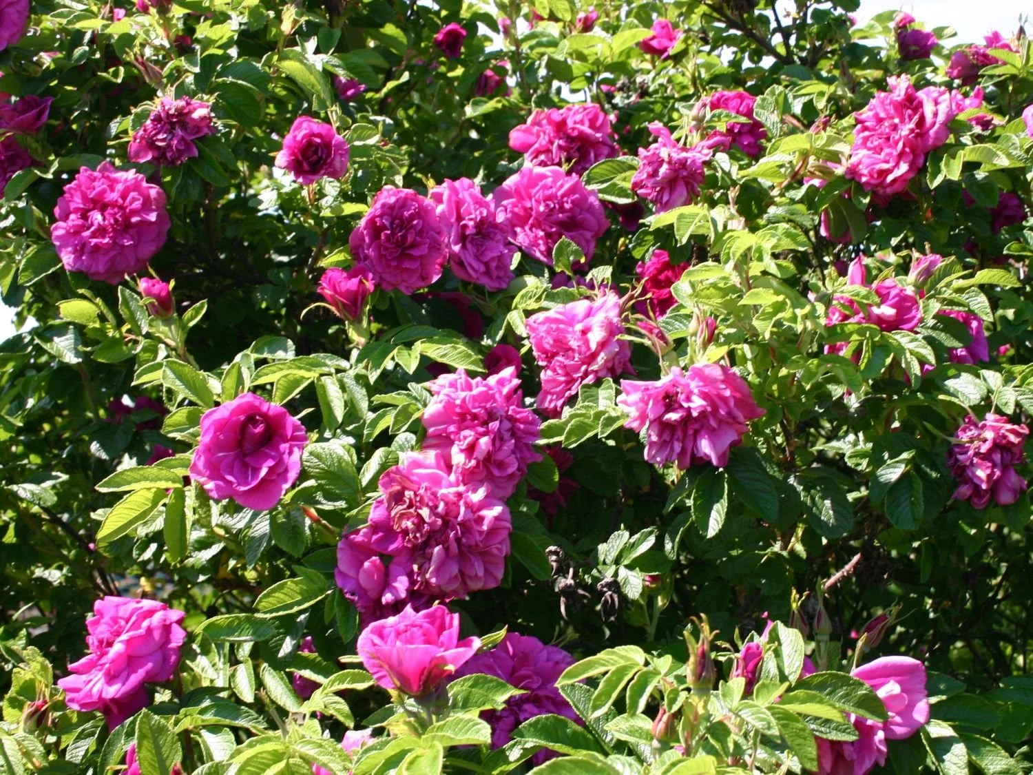 parkrose-hansa-m005604_w_1.jpg
