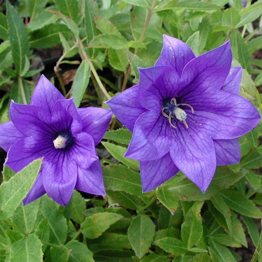 Platycodon 'Double Blue'