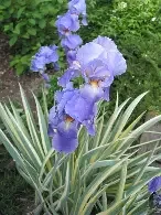 Iris pallida 'Albo Variegata'