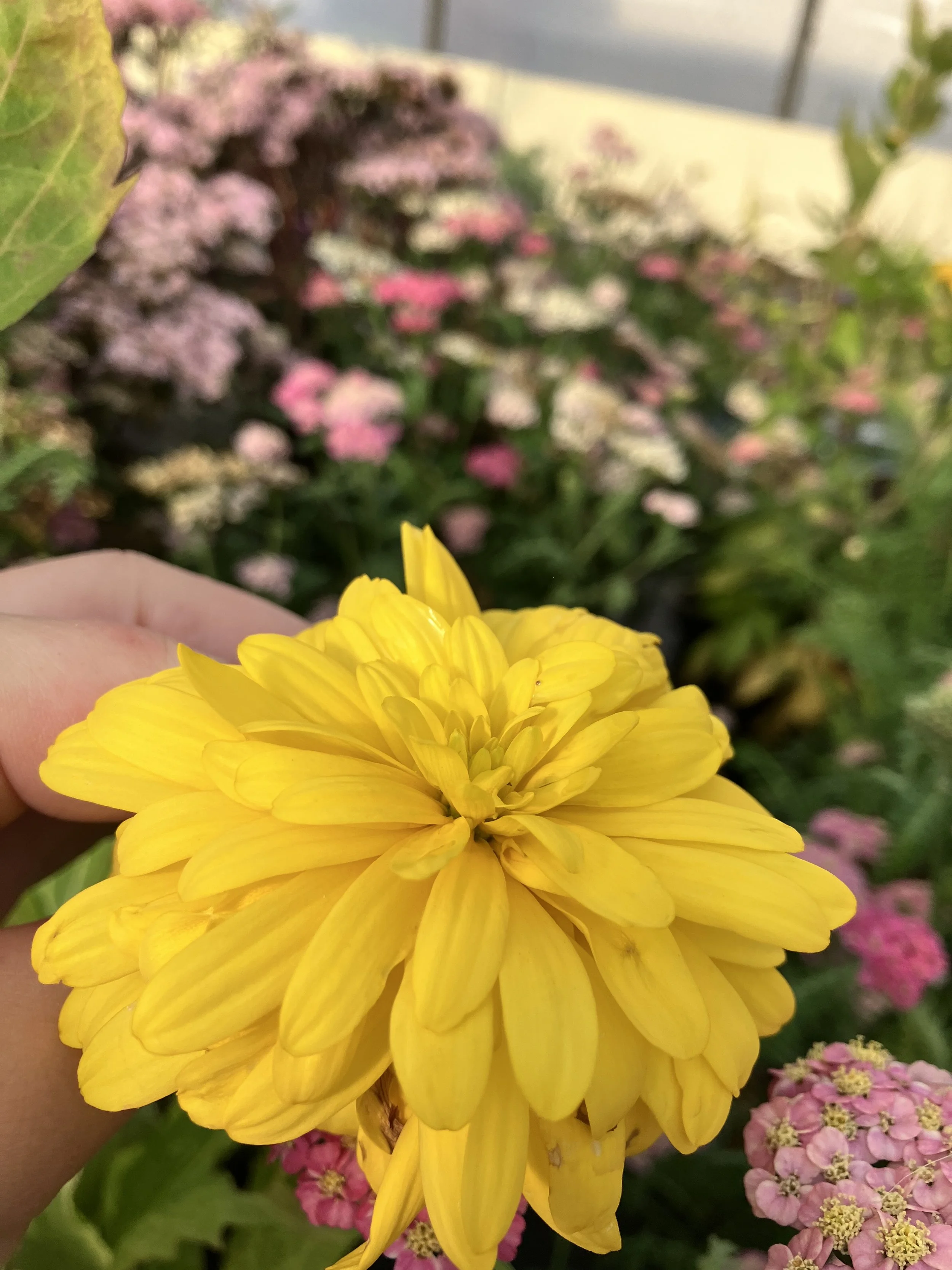IMG_2567.jpeg