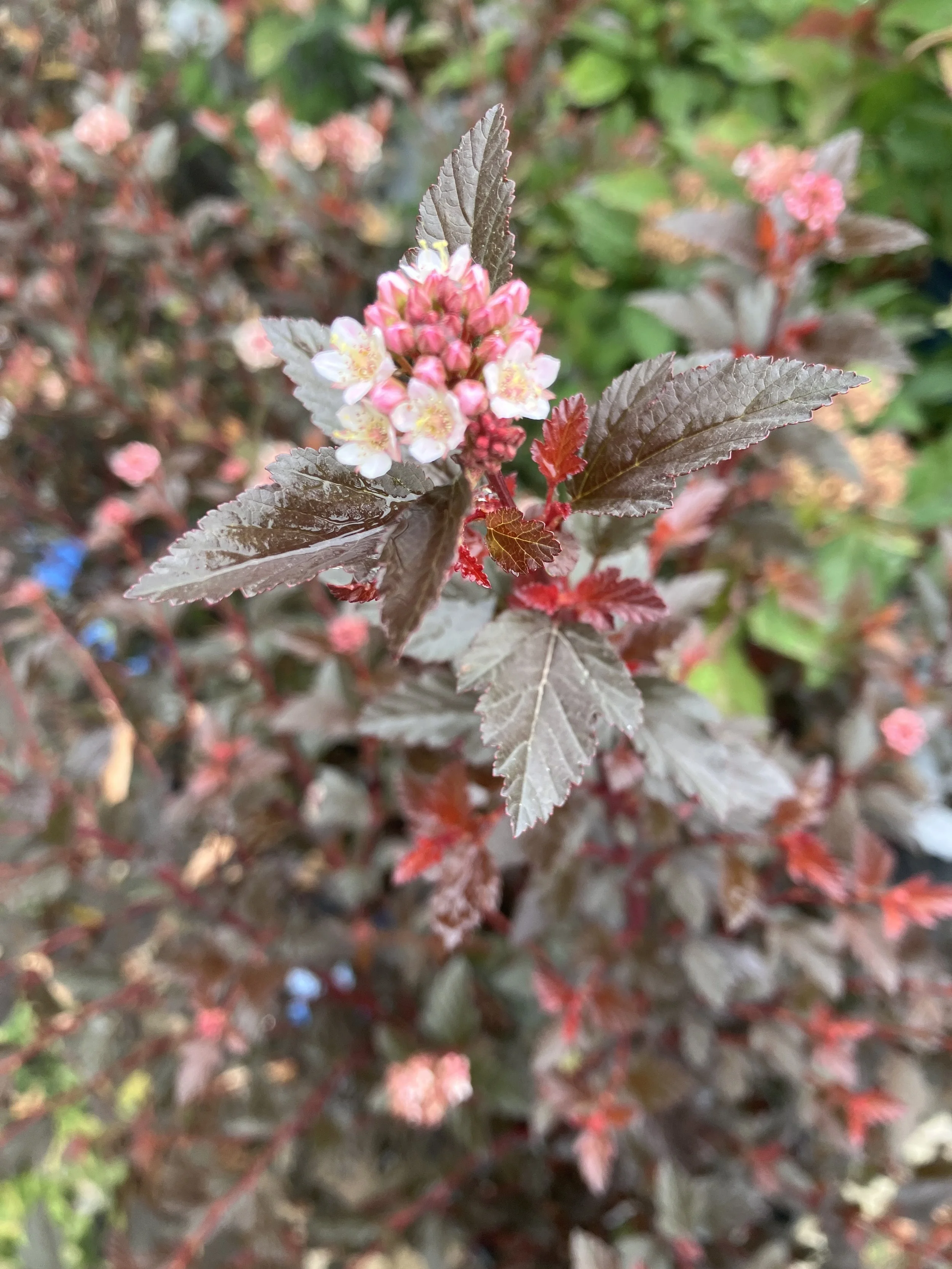 IMG_2623.jpeg