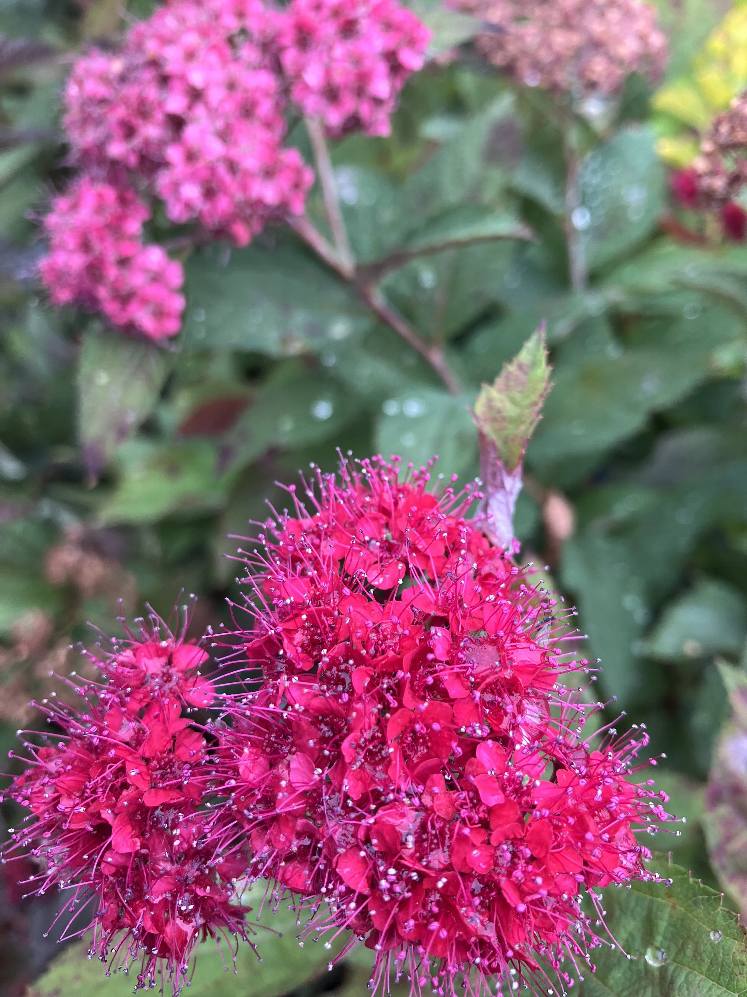 IMG_2625.jpeg