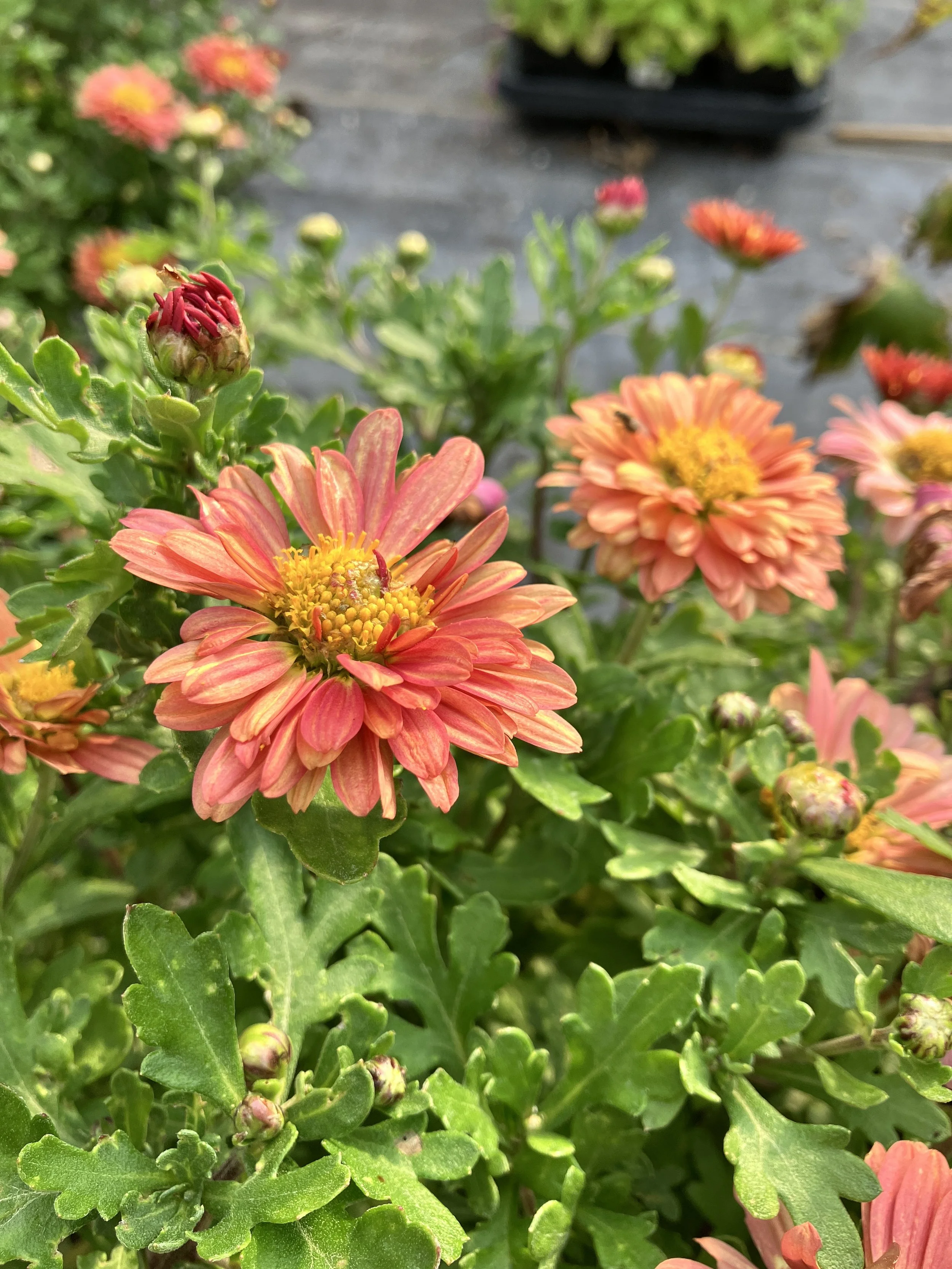 IMG_2572.jpeg
