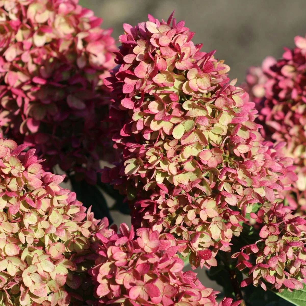 Dragon Baby™ Hardy Hydrangea