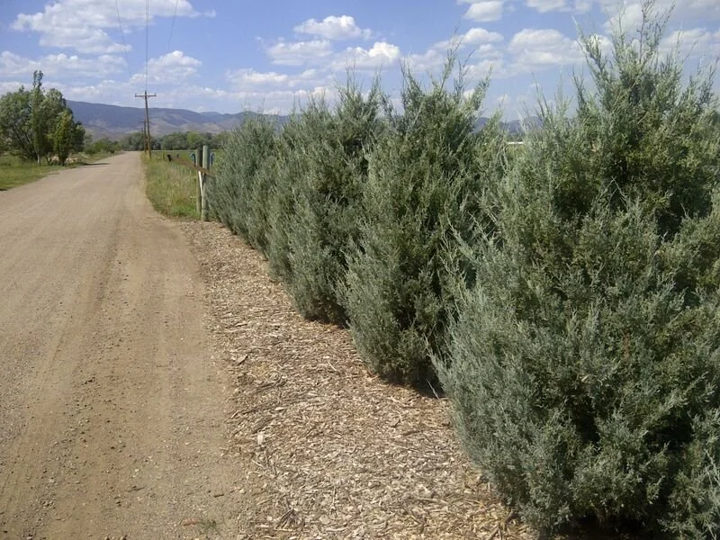Wichita Blue Juniper