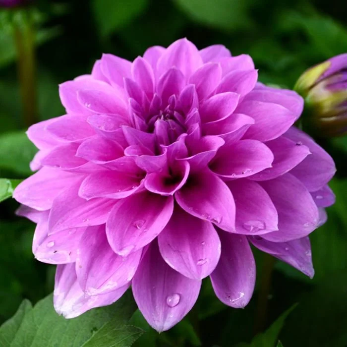 Hypnotica Lavender Dahlia