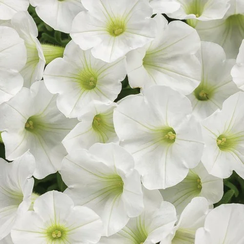 Supertunia Mini Vista® White