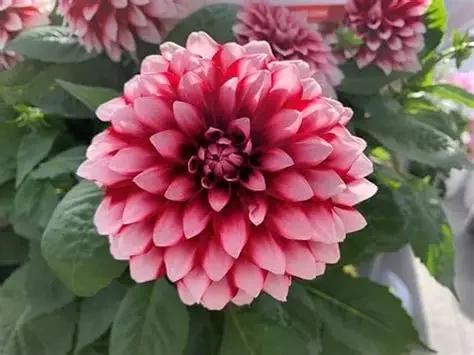 LaBella Grande Fun Red White Dahlia