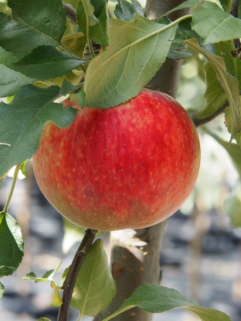 Malus_Norland_5_br_resize.1b3314be.jpg