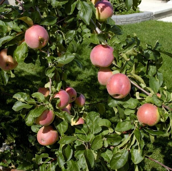 September Ruby Apple