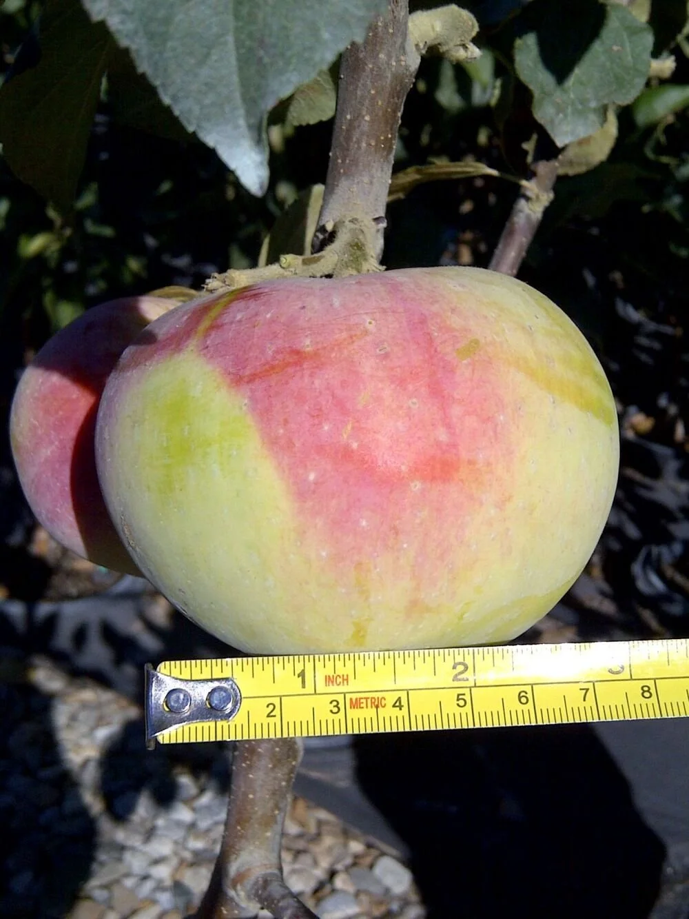 Malus_Goodland_6_br.1b3314be.jpg