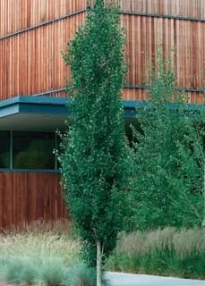 Sundancer Poplar