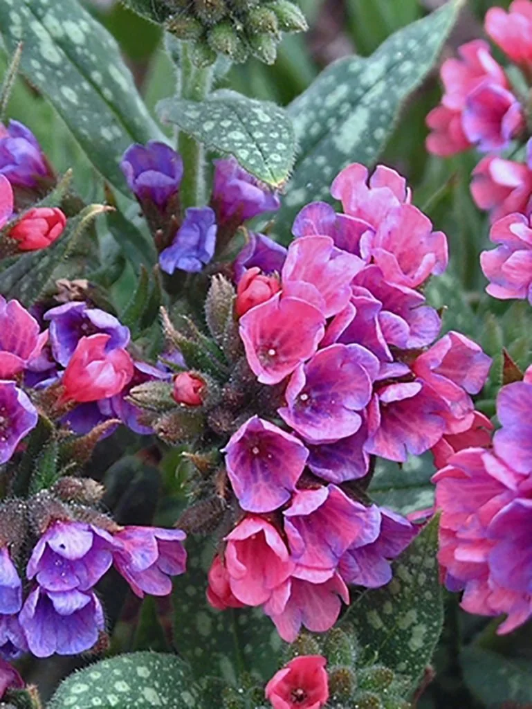 pulmonaria-raspberry-splash-769x1024.jpg