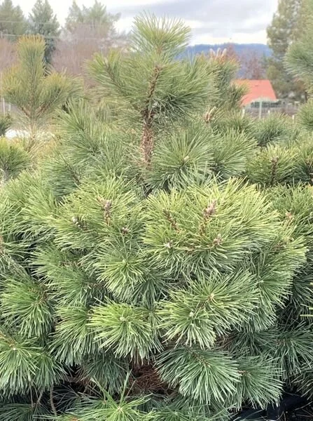 Swiss Mountain Pine