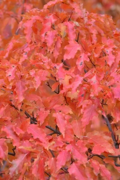 Acer_ginnala_fall_colours_3_br_resize.9daea898.jpg