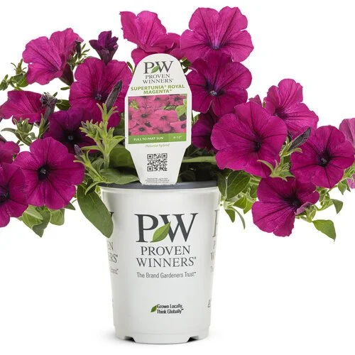 petunia_supertunia_royal_magenta_co-ex_grande.jpg