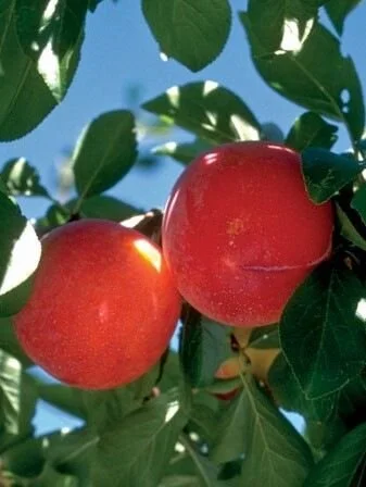 Brookred Plum