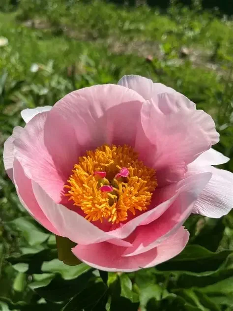 Salmon Saucer Peony