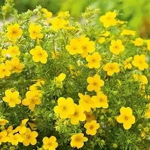 Goldfinger Potentilla