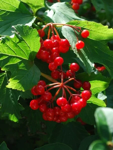 Viburnum_trilobum_fruit_2_br_resize.587954e6.jpg