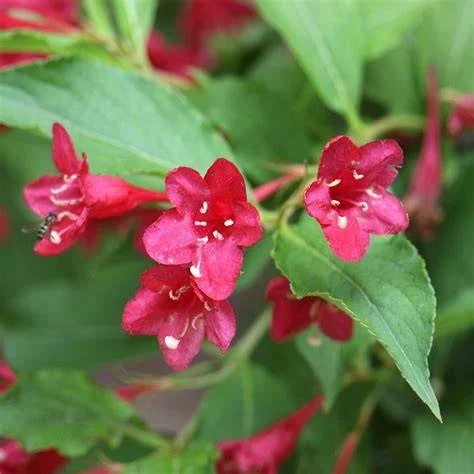 Red Prince Weigela