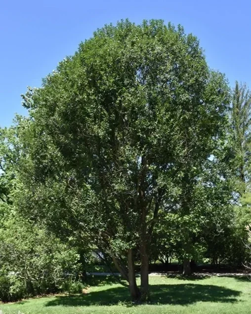 Prairie Reflection® Laurel Willow