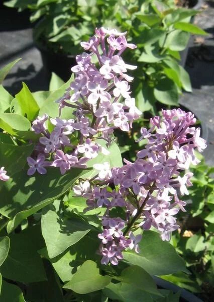 Prairie Petite French Lilac