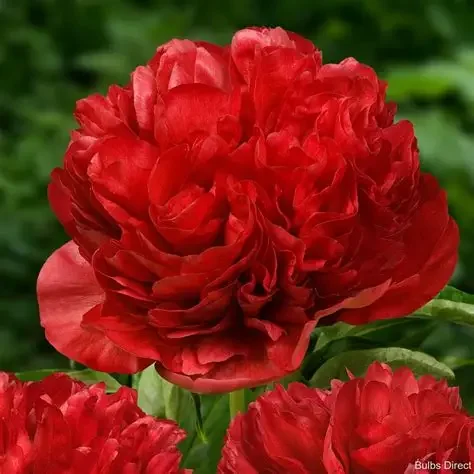 Eliza Lundy Peony