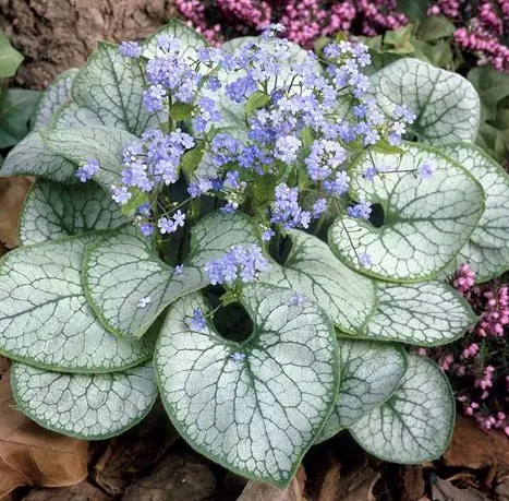 Brunnera 'Jack Frost'