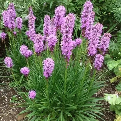 Liatris spicata 'Kobold'