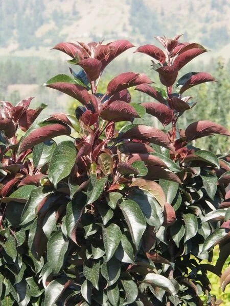 Midnite Spire Rosybloom Crabapple