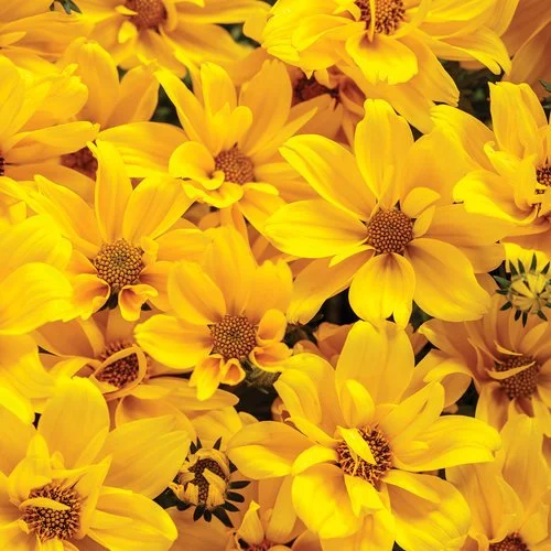 bidens_goldilocks_rocks_impr.jpg